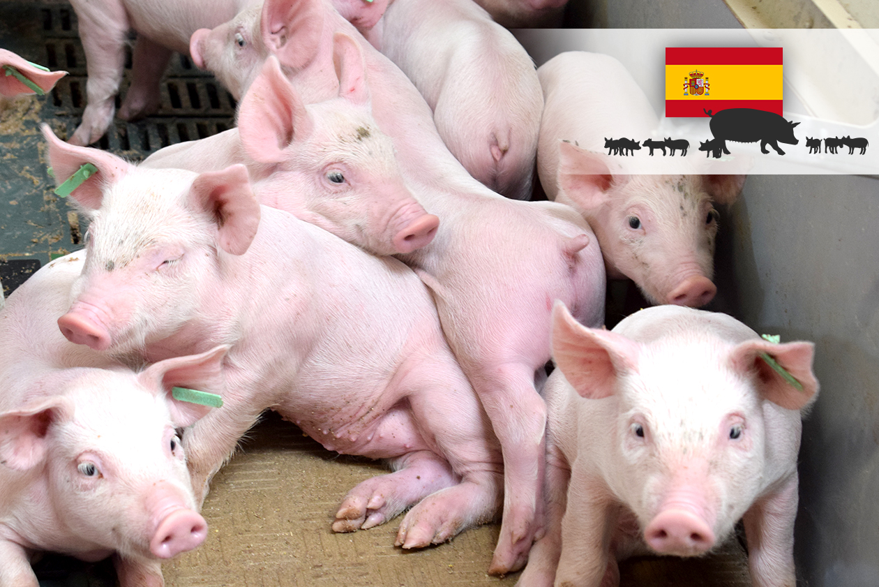 Magapor Sector porcino España