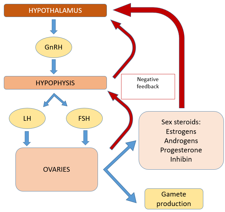 Hypothalamic-hypophysary-ovarian axis