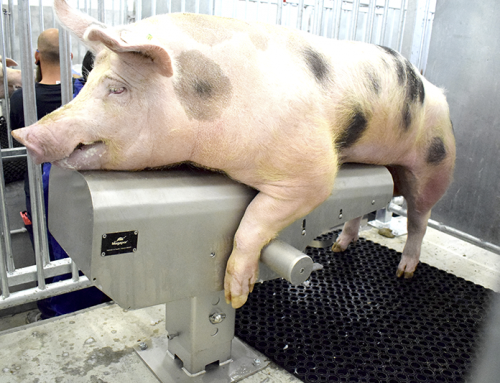 Automated semen extraction to improve the production of your boars