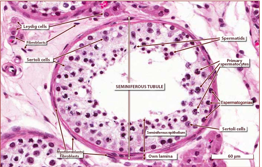 Seminiferous tubule