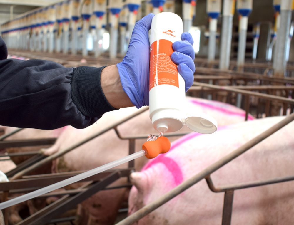 Tips to induce heat in gilts and sows Magapor