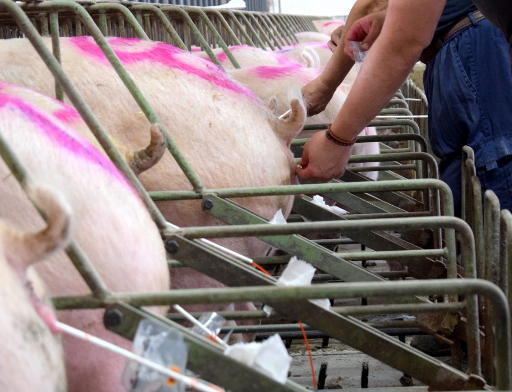 Tips to induce heat in gilts and sows Magapor