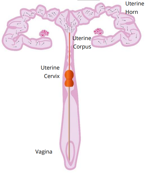 uterine-horn-1