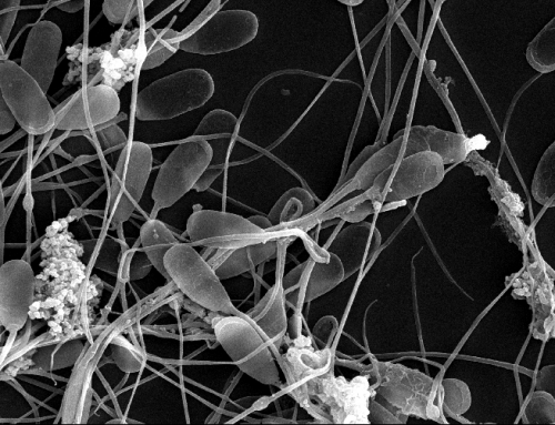 Investigación de productos con sustancias antimicrobianas para reducir la contaminación en las dosis seminales