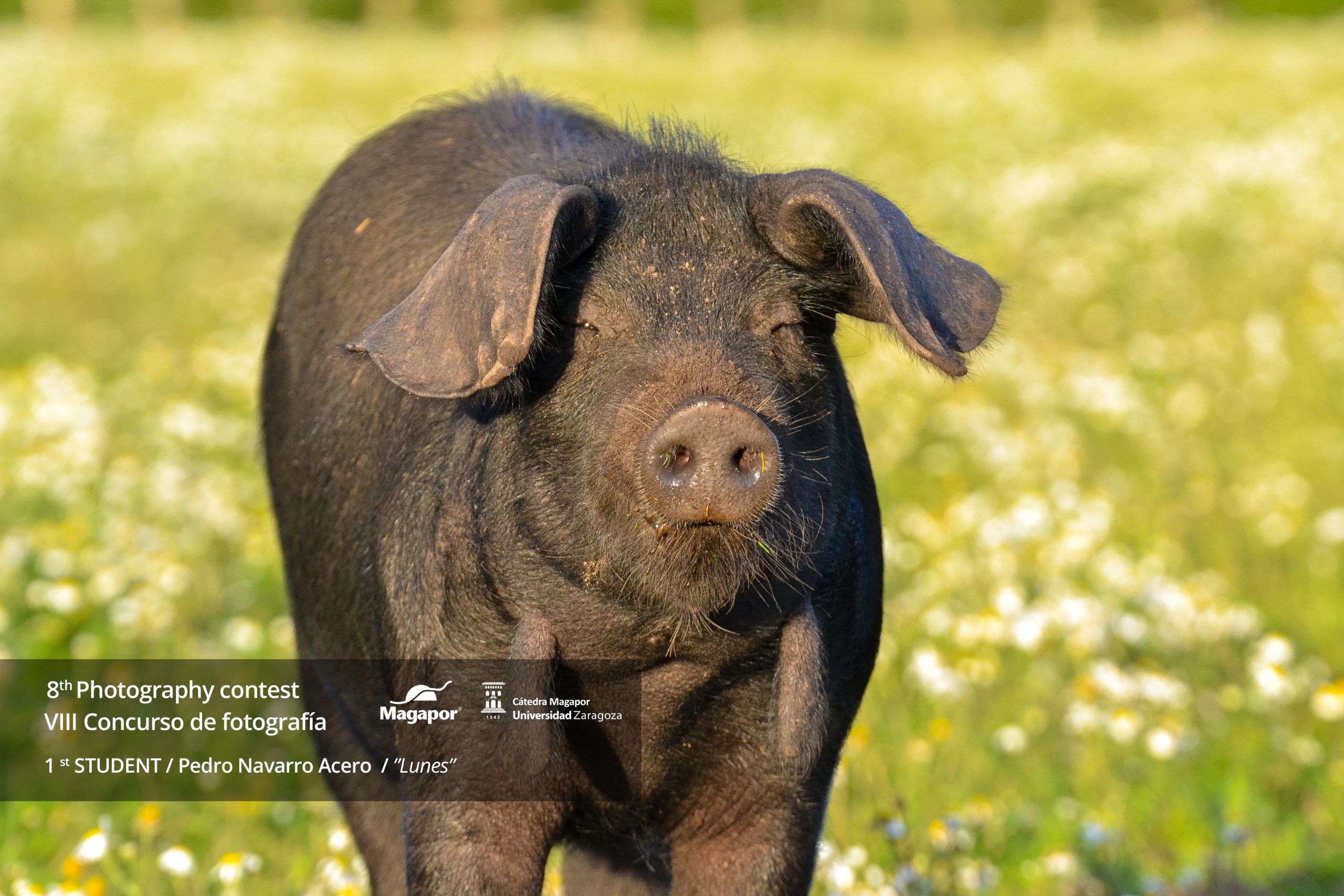 Ganador estudiante VIII Concurso de fotografía "Just for pigs"