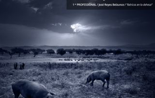 Ganador VIII Concurso de fotografía "Just for pigs"
