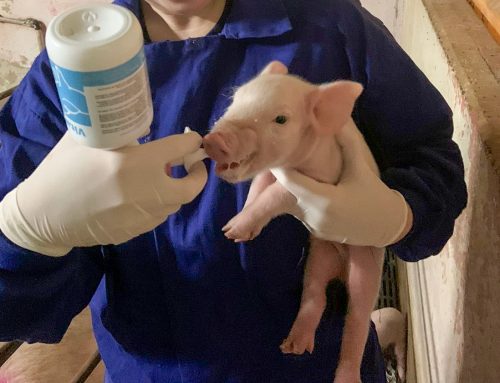 On-farm test on piglet mortality reduction