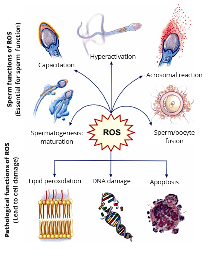 Physiological effects ROS on sperm functionality