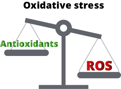 The role of oxidative stress in spermatozoa