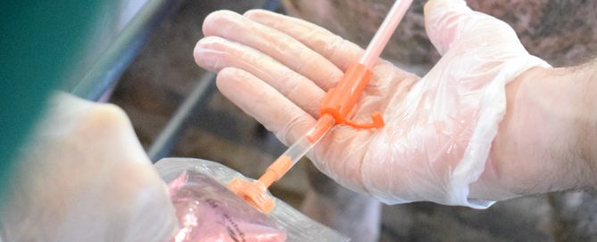 Catéteres para Inseminación Porcina y consecuencias de usar un catéter inadecuado