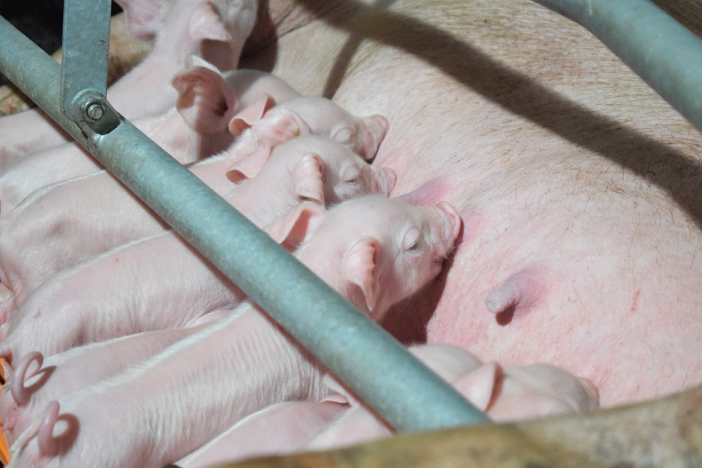 Métodos de medición de la grasa dorsal en cerdas