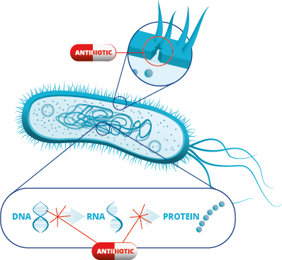 Formas en las que afectan los antibióticos a las bacterias