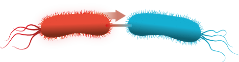 Transferencia de genes conjugación