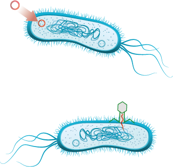 Transferencia de genes transducción