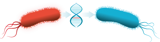 Transferencia de genes transposón