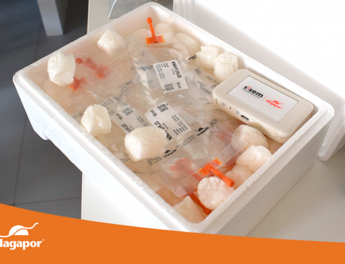 Transporting swine semen doses: keys to preserving their quality