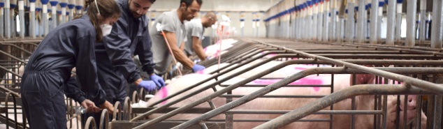 Veterinary Technical Service